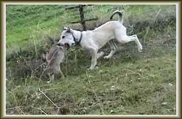 ������ ������ ���� ���������� 