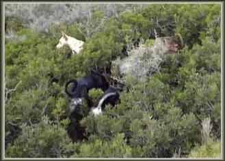 � ���������� ��� ����� 