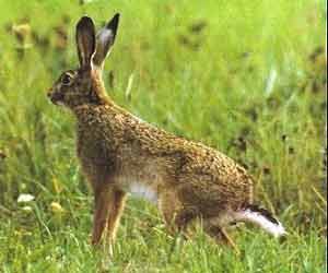 AOOS , Oletros, Niva, Midia, Reno, Roza 