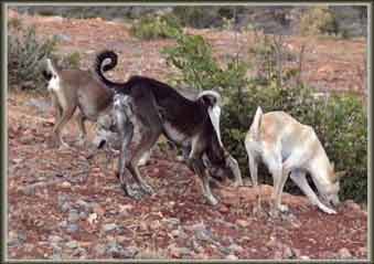 ���� ����� 