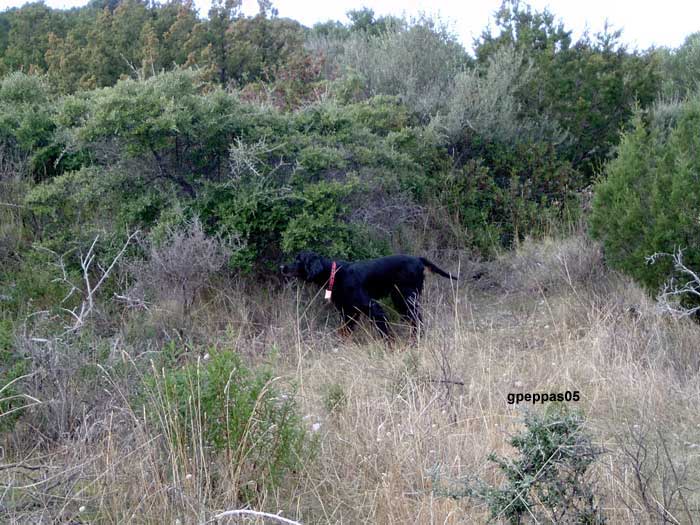 Aoos-Niva-hunting-Phasianu[1]