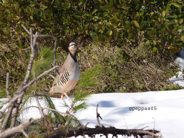 Greece-AlectorisChukar-Part%7E1[1]