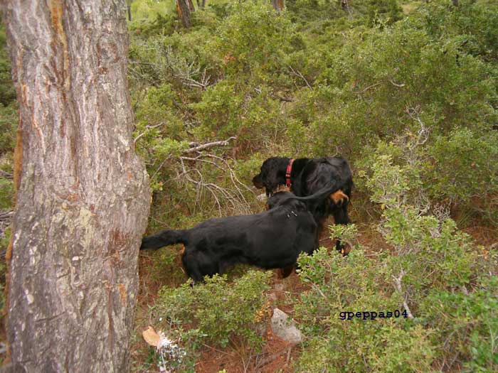 Midia--Ulf-hunting-woodcock