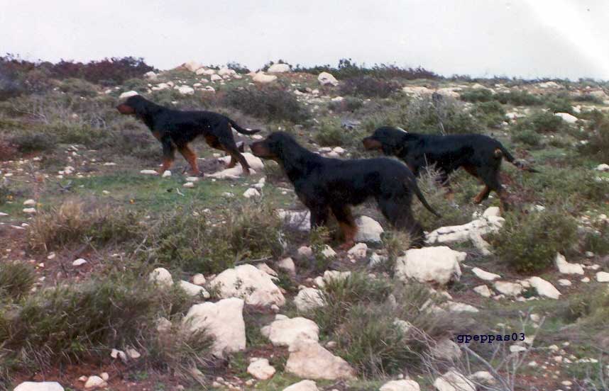 aoos-niva-oletros-midia