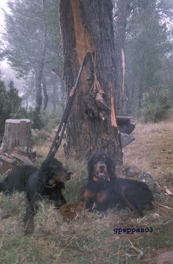 aoos-niva-oletros-woodcock