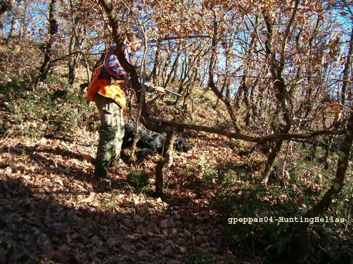 gpeppas-aoosniva-woodcock[1]