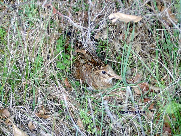 woodcock