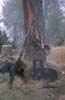aoos-niva-oletros-woodcock