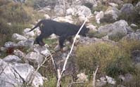 Aoos Niva