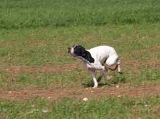 8�� Ecc	Hellenik Mario	Poin. ��������, ��������