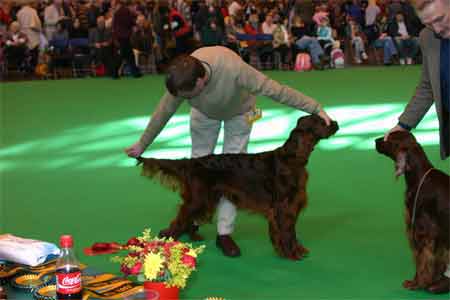 Είναι γνωστό ότι το Ιρλανδικό έχει δεινοπαθήσει απο την μορφολογία .
