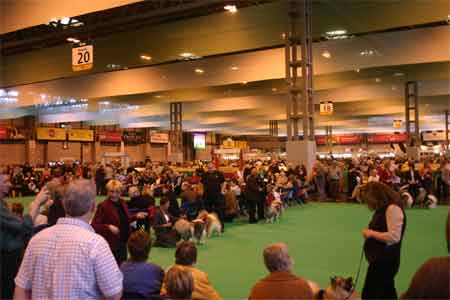  CRUFTS DOG SHOW 2008