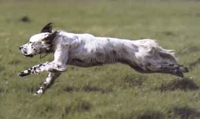 English Setter
