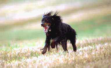 Gordon Setter