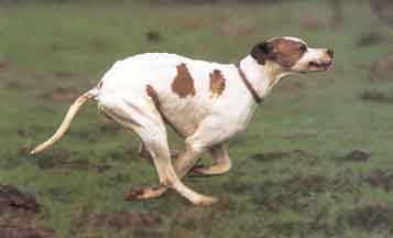 English Pointer